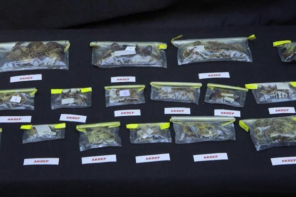 Türkiye’s biodiversity under spotlight after US professor arrested for smuggling